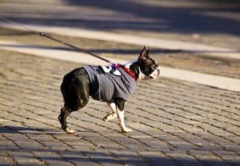 Multiple dog leash retractable hotsell